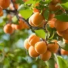 Abricotier 'Polonais'
