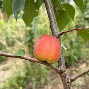 Apricot trees