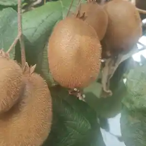 Kiwi plants