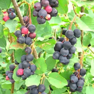 Amélanchier 'Krasnojarskaja'