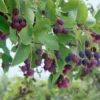 Amélanchier 'Mandam'