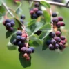 Amélanchier 'Martin'