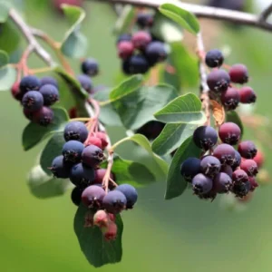 Amélanchier 'Martin'