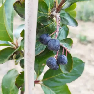 Aronia 'Viking'