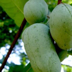 Pawpaw trees