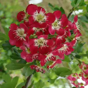 Aubépine à fleur 'Crimson Cloud'