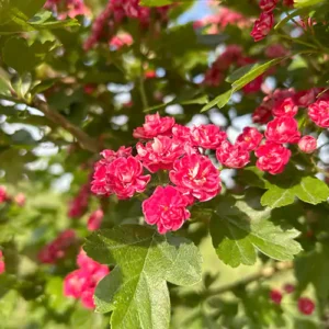 Aubépine à fleur 'Paul's Scarlet'
