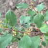 Bourdaine - Frangula alnus