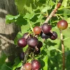 Caseiller 'Anita'