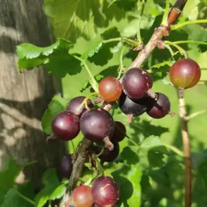 Caseiller 'Anita'