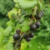 Cassissier 'Andega'