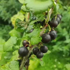 Cassissier 'Andega'