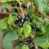 Cassissier 'Blackdown'