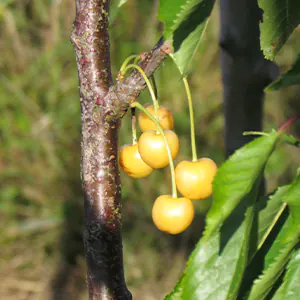 Cerisier 'Blanc Nez'