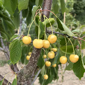 Cerisier 'Blanche d'Harcigny'
