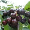 Cerisier 'Burlat'