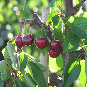 Cerisier 'Coeur de Pigeon'