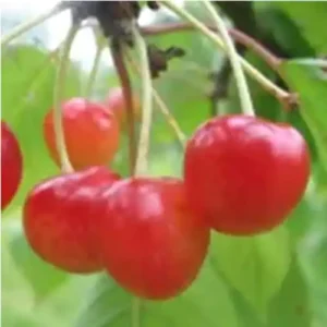 Cerisier 'Gascogne Tardive De Seninghem'