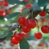 Griottier 'Montmorency'