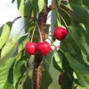 Cerisier 'Gros Bigarreau de la Groise'
