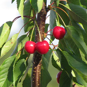 Cerisier 'Gros Bigarreau de la Groise'