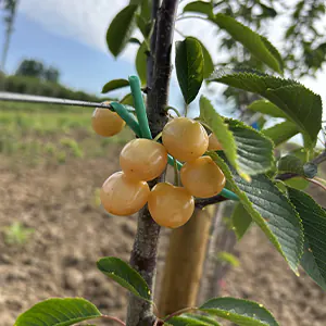 Cerisier 'Grosse cerise blanche de Verchocq'