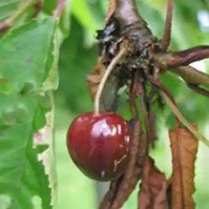Cerisier 'Guigne Noire de Ruesnes'