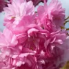 Cerisier japonais 'Kiku-shidare-zakura'