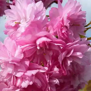 Cerisier japonais 'Kiku-shidare-zakura'