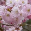 Cerisier japonais 'Accolade'