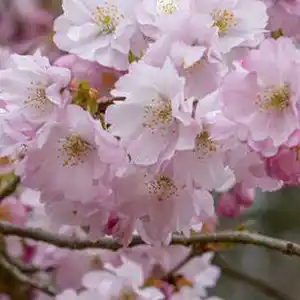 Cerisier japonais 'Accolade'
