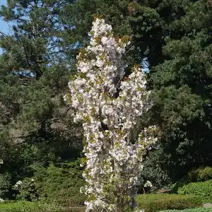 Cerisier japonais 'Amanogawa'