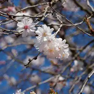 Cerisier japonais 'Autumnalis Rosea'