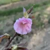 Cerisier japonais 'Kanzan'