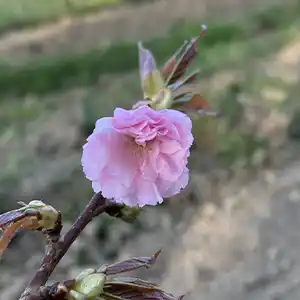 Cerisier japonais 'Kanzan'