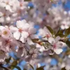 Cerisier japonais 'Pandora'