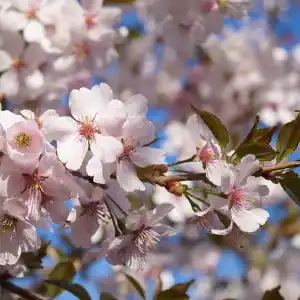 Cerisier japonais 'Pandora'