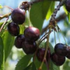 Cerisier 'Kordia'