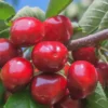 Cerisier 'Lapins'