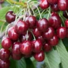 Cerisier 'Regina'