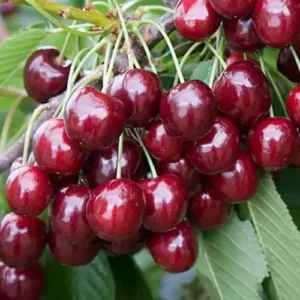 Cerisier 'Regina'