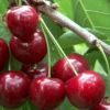 Cerisier 'Sunburst'