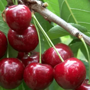 Cerisier 'Sunburst'