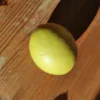Citronnier 'Meyer'