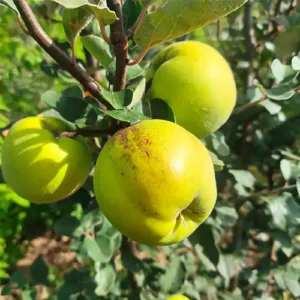 Quince trees