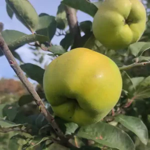 Cognassier 'Muskatnaja'