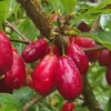 Cornus mas 'Ekzotichese'
