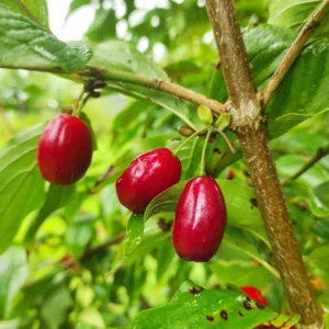 Cornus mas 'Kazanlak'