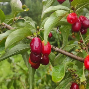 Cornelian cherry trees