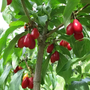 Cornus mas 'Nikolka'